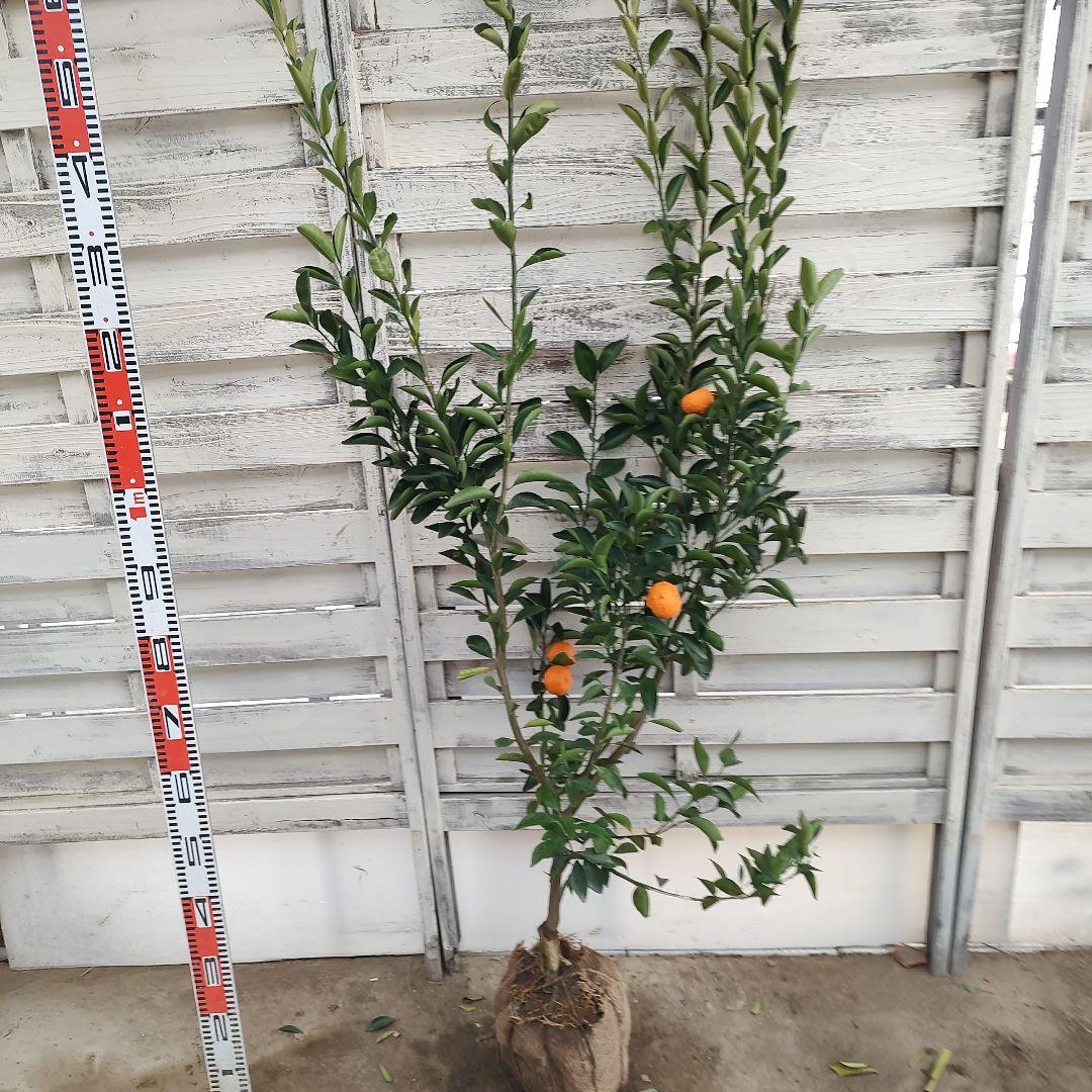 無核紀州 小みかん 3年生 実つき 大苗