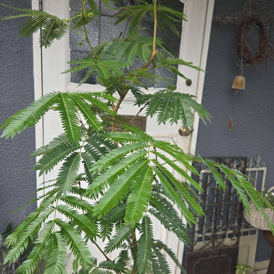 ④　エバーフレッシュ曲がり仕立て　10号　特大苗木最高等級極上品‼️