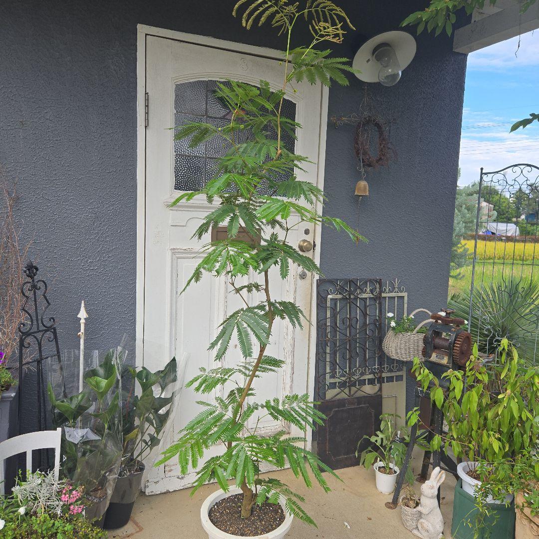 ④　エバーフレッシュ曲がり仕立て　10号　特大苗木最高等級極上品‼️