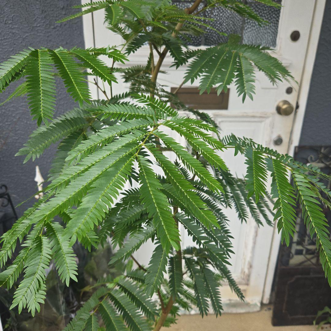 ④　エバーフレッシュ曲がり仕立て　10号　特大苗木最高等級極上品‼️