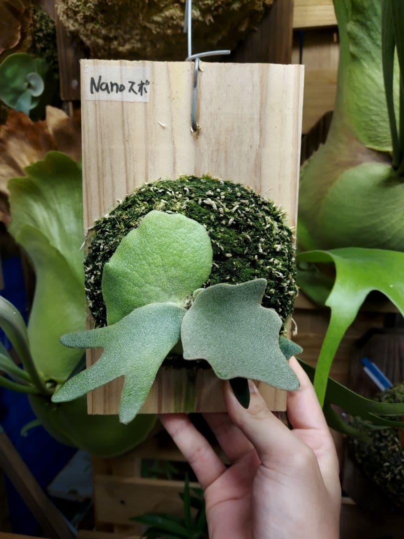 willinckii dwarf Nano　胞子培養　ビカクシダ　コウモリラン