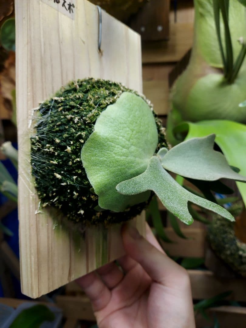 willinckii dwarf Nano　胞子培養　ビカクシダ　コウモリラン