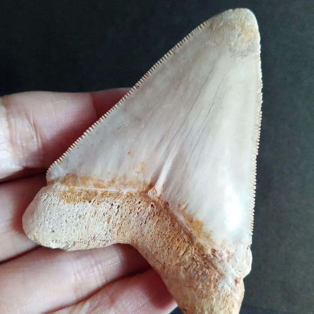 サメの歯　オトドゥス　特大 68mm　美麗標本