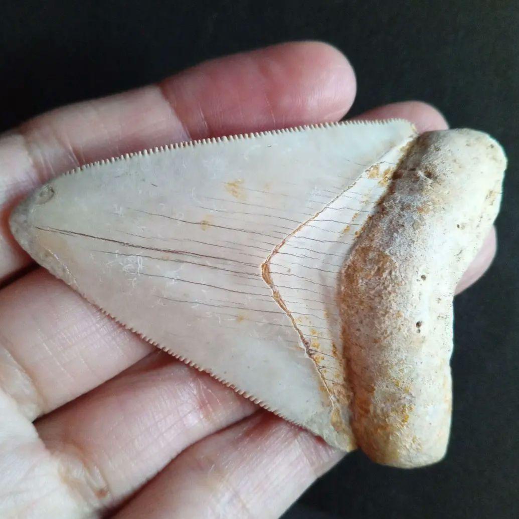 サメの歯　オトドゥス　特大 68mm　美麗標本