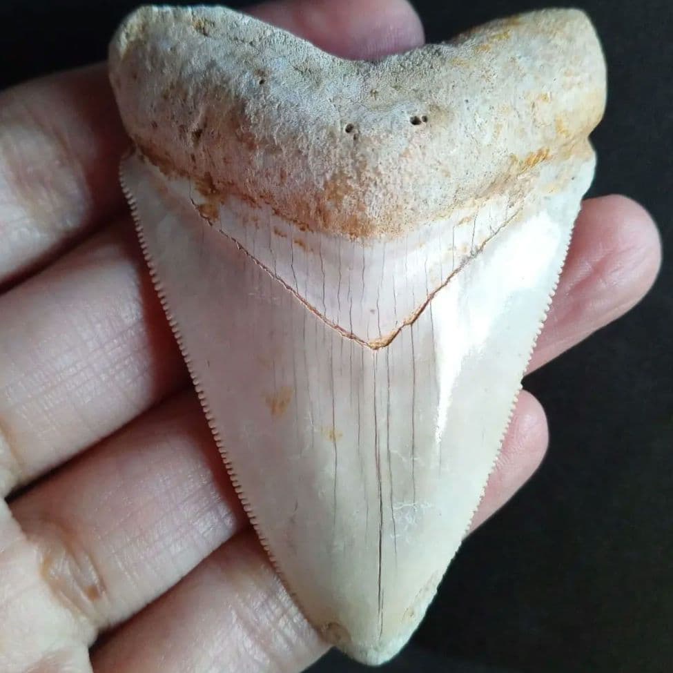 サメの歯　オトドゥス　特大 68mm　美麗標本