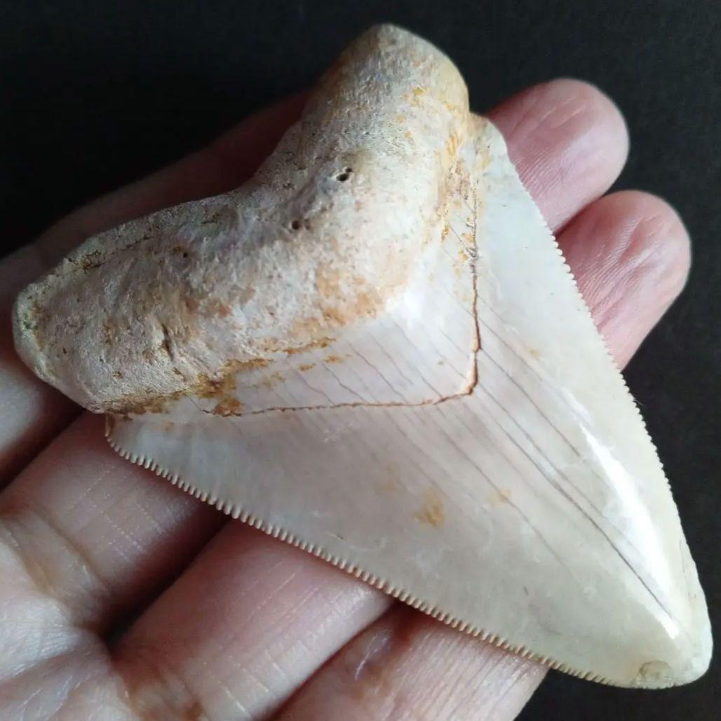 サメの歯　オトドゥス　特大 68mm　美麗標本