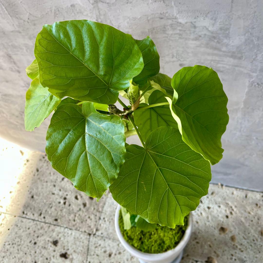 フィカス　ウンベラータ　螺旋　天然苔仕立て　陶器鉢　植え込み
