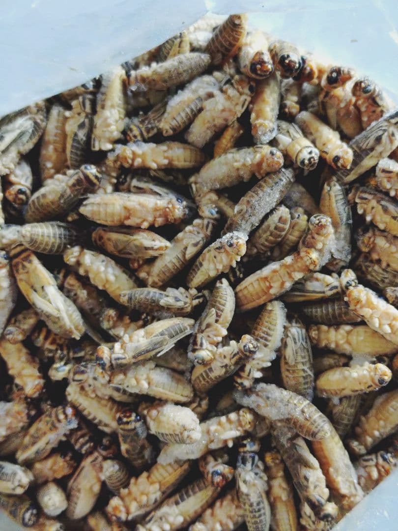 送料無料　訳あり冷凍処理済み親ウズラ200羽 ピンクS10匹冷凍コオロギサービス