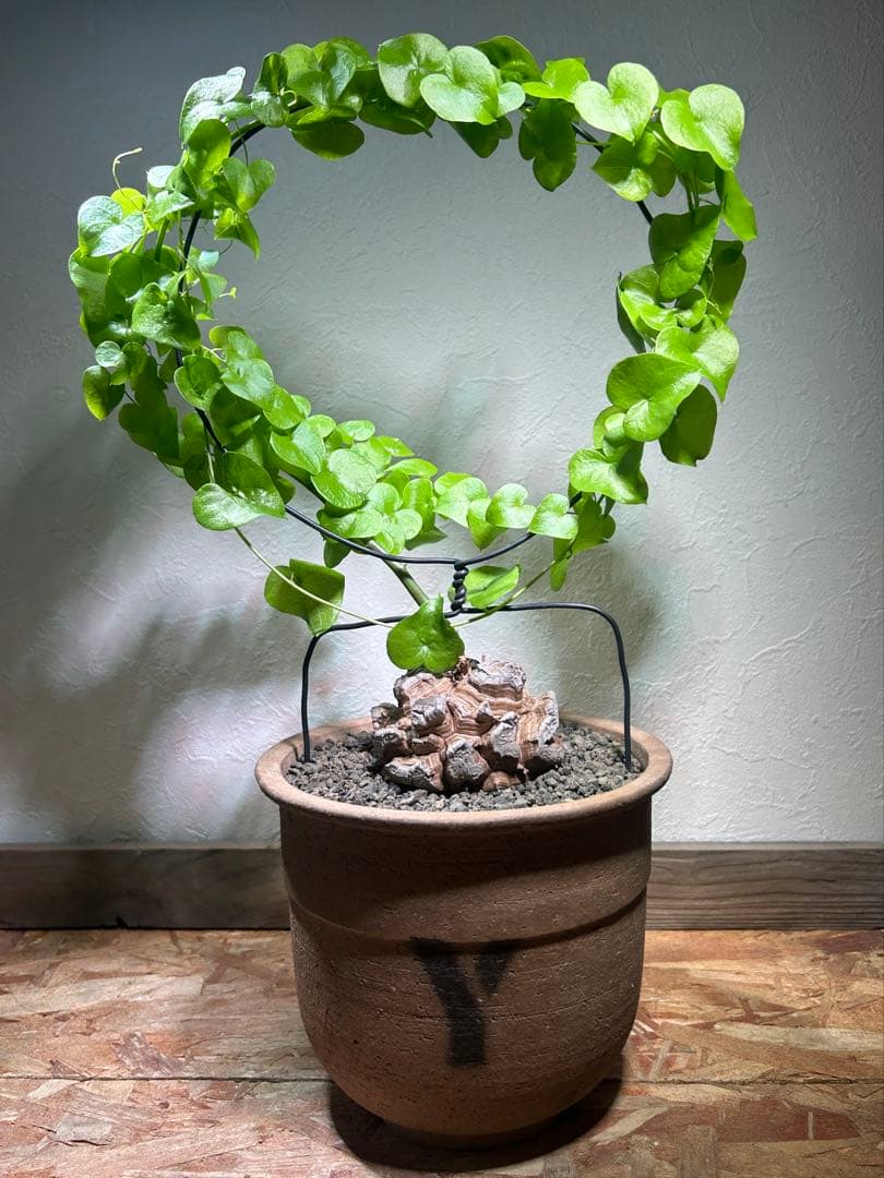 大株　ディオスコレア　アフリカ亀甲竜　亀甲竜　鉢のまま発送　深裂株　コーデックス