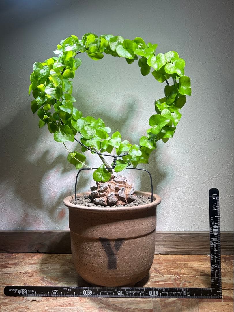 大株　ディオスコレア　アフリカ亀甲竜　亀甲竜　鉢のまま発送　深裂株　コーデックス