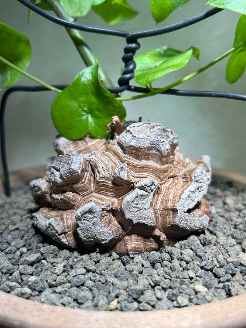 大株　ディオスコレア　アフリカ亀甲竜　亀甲竜　鉢のまま発送　深裂株　コーデックス