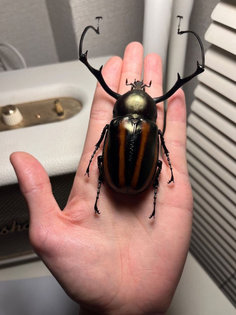 【手長黄金最高峰】セスジドウナガテナガコガネ 特大標本 プラチナコガネ