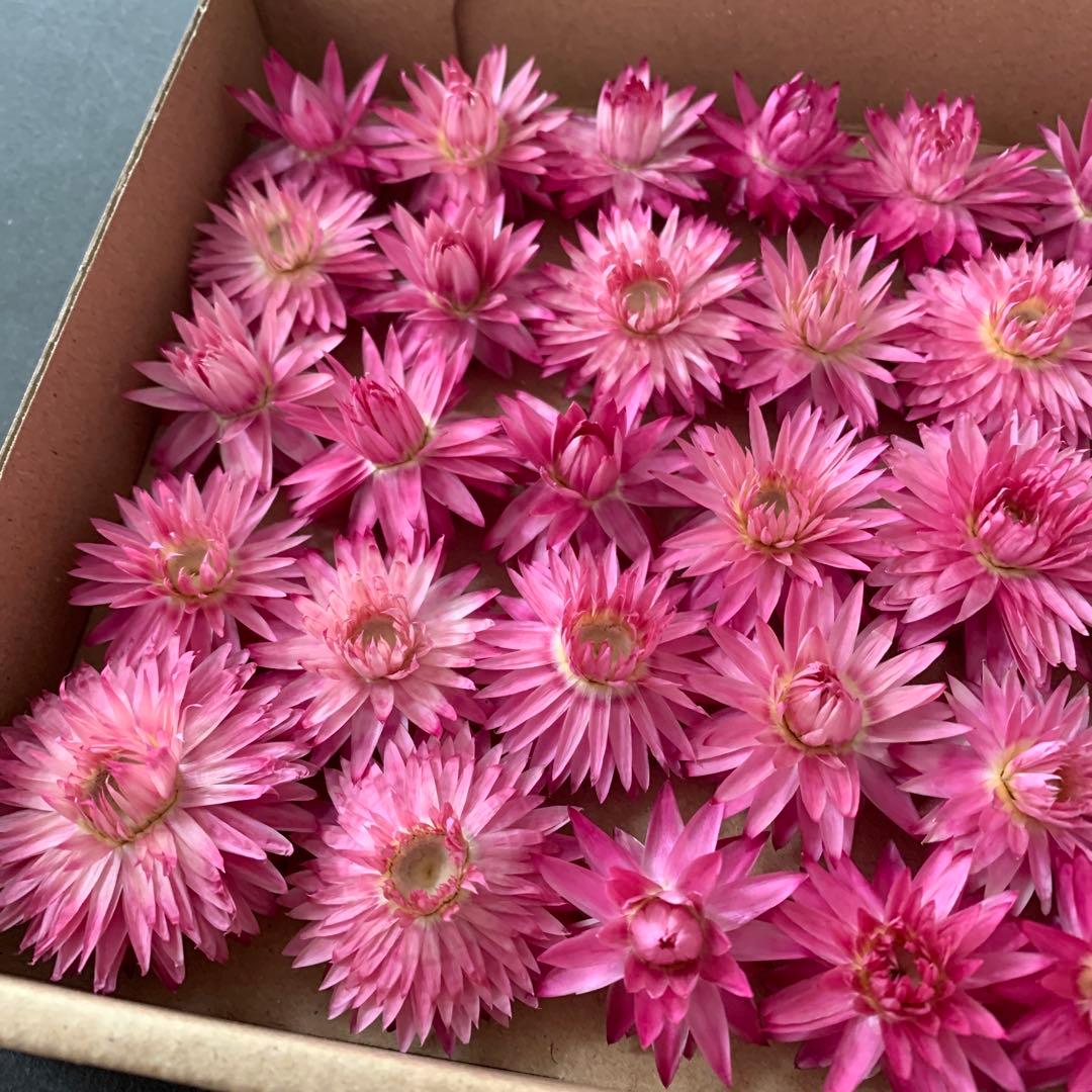 58・ヘリクリサムドライフラワー　モハーブ　花材　リース　ハーバリウム