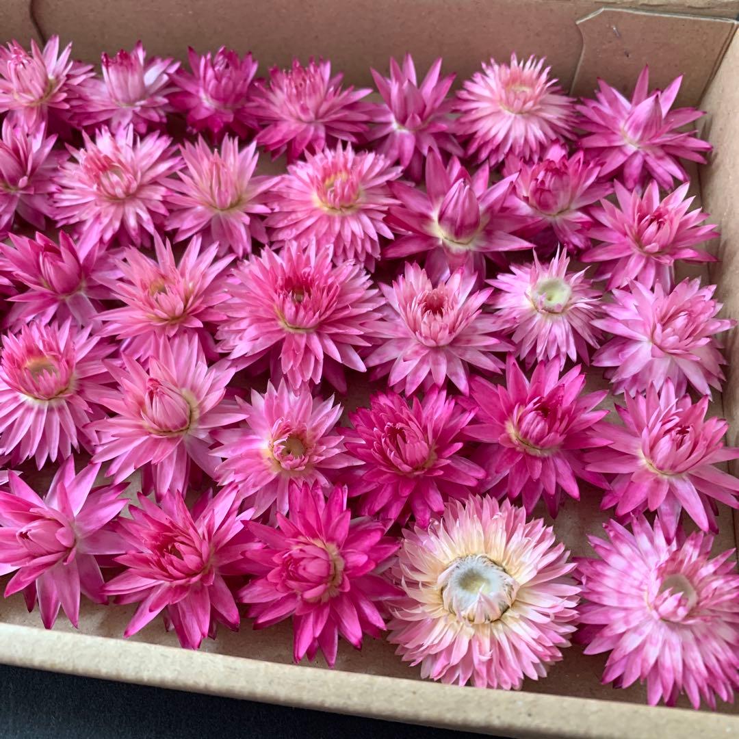 58・ヘリクリサムドライフラワー　モハーブ　花材　リース　ハーバリウム