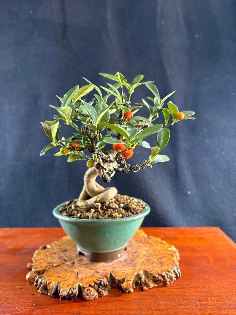 小品盆栽、金子(キンズ) 根上り、半懸崖作り 実付き、やや傷汚れあり　ユタ