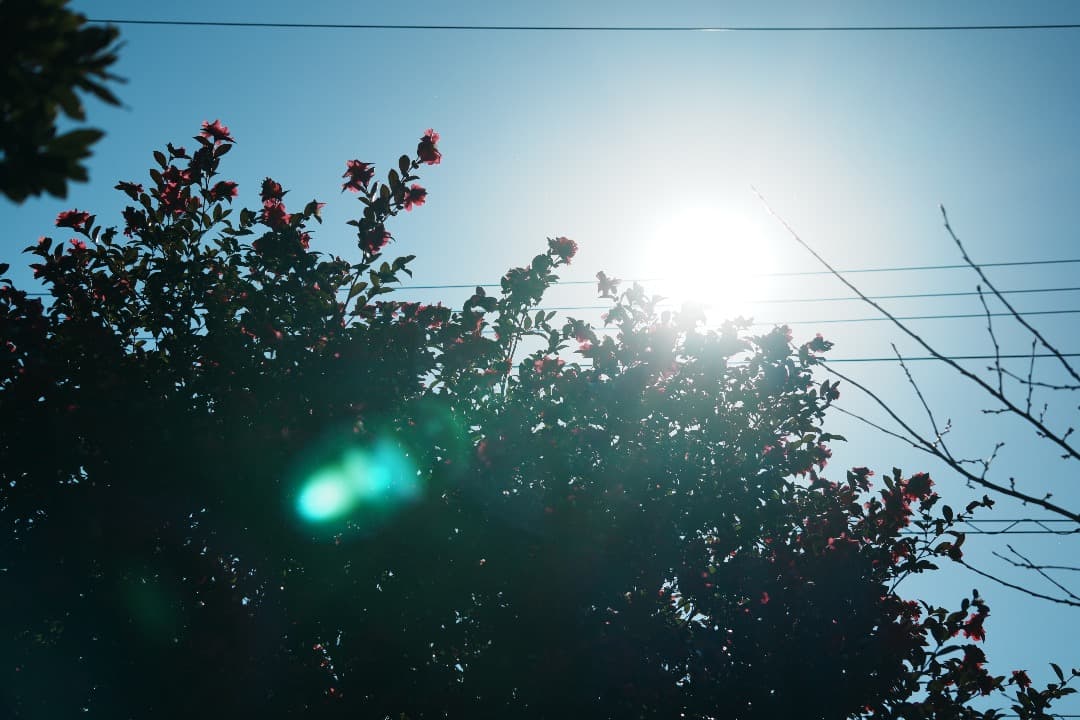 【運動会・スポーツに】SONY 望遠ズームレンズ SEL55210 145