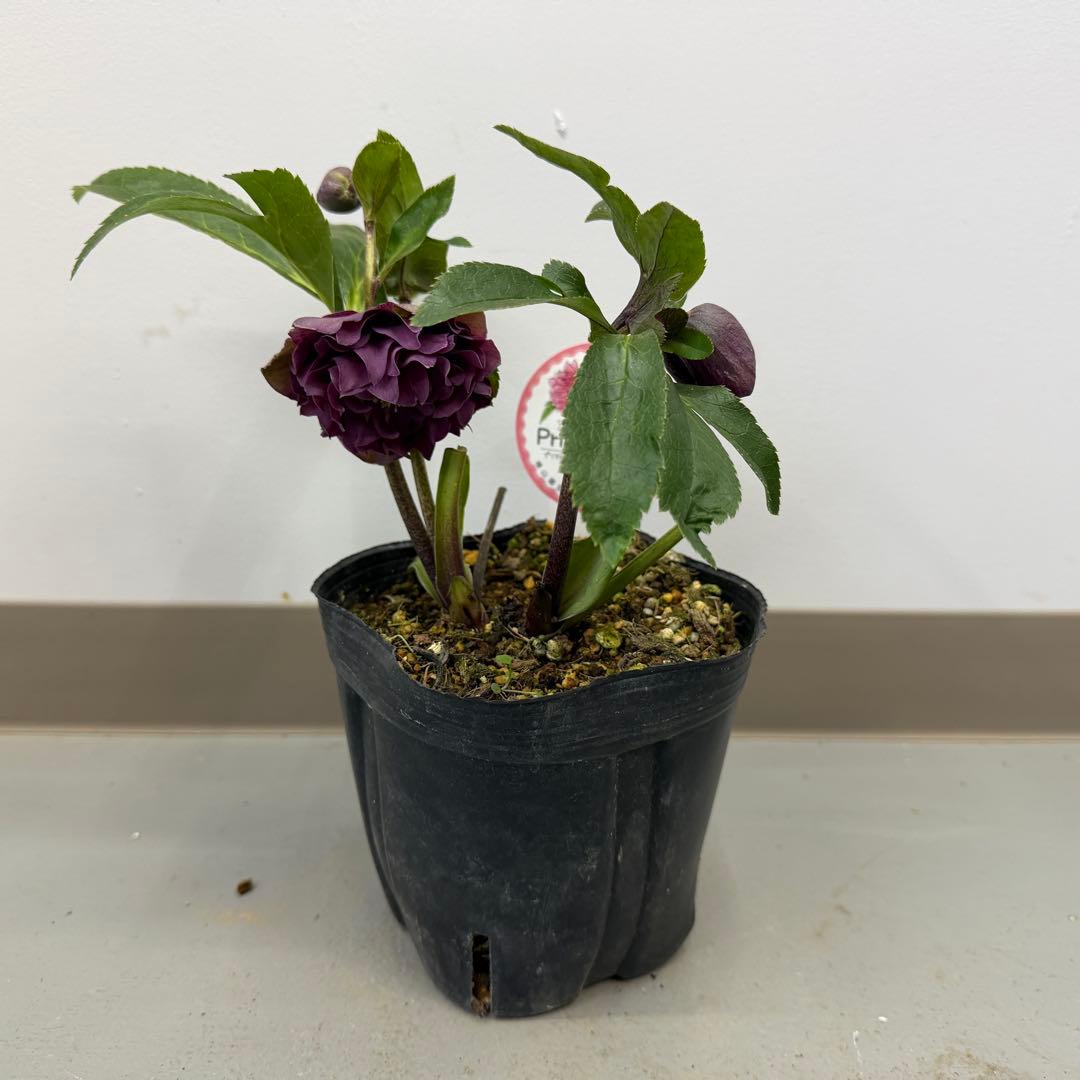 クリスマスローズ　プリマドレス　4号