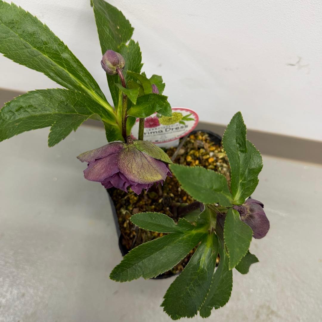 クリスマスローズ　プリマドレス　4号