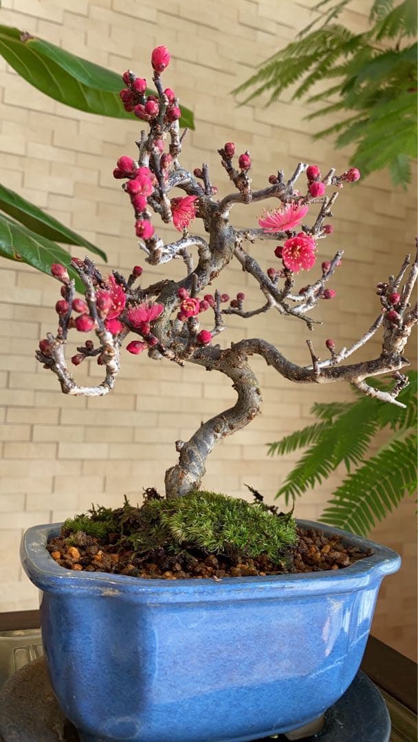 緋梅(ひばい)盆栽
