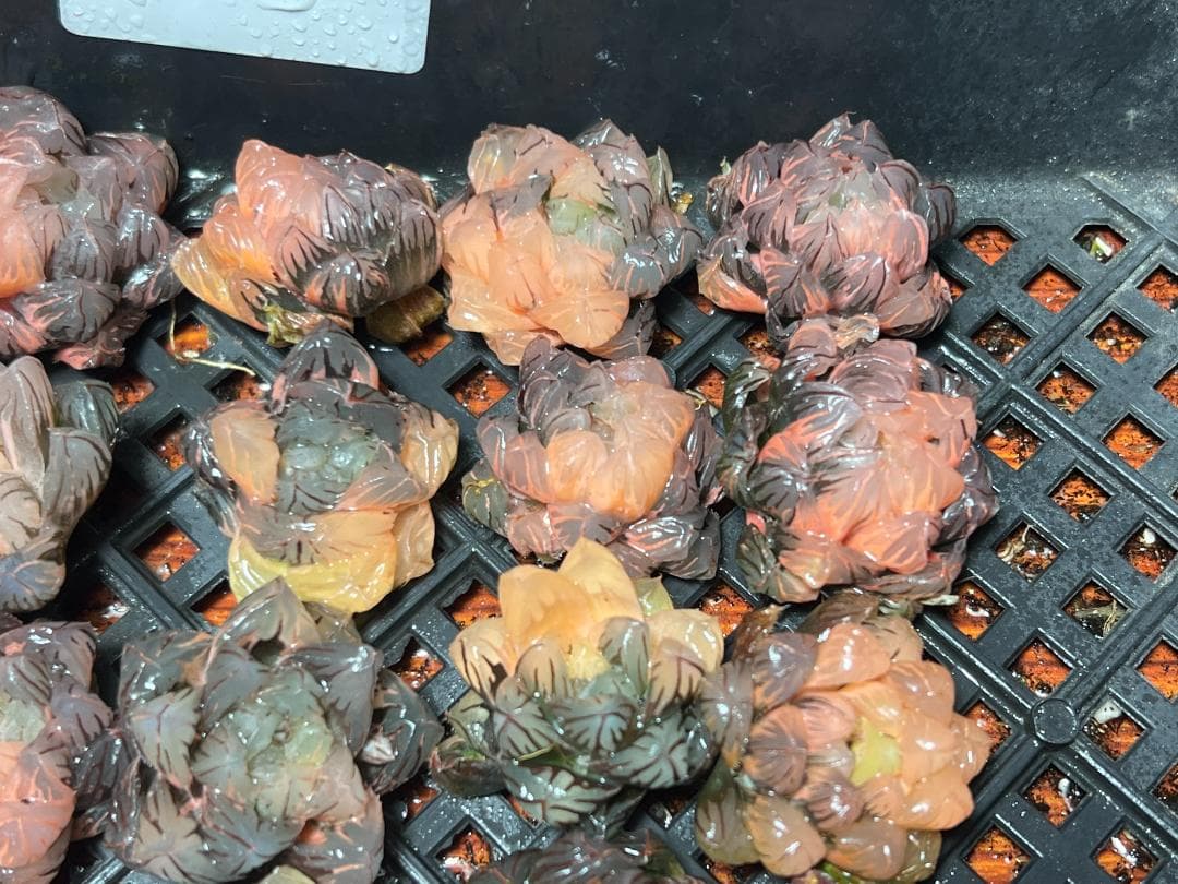 H*C様 多肉植物 ハオルチア　オブツーサ錦 水中月錦 糊斑 超美品 25株セッ