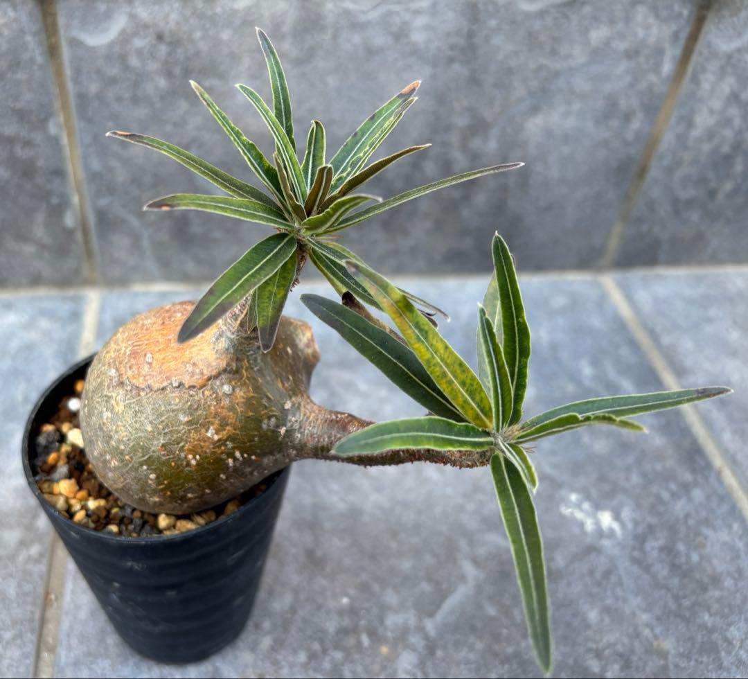 良形 パキポディウム グラキリス 現地球 発根済み