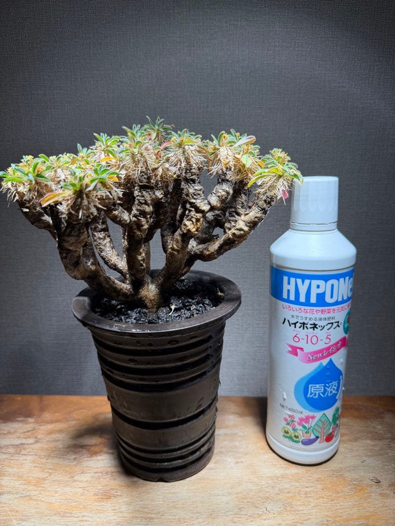 ユーフォルビア ギラウミニアナ