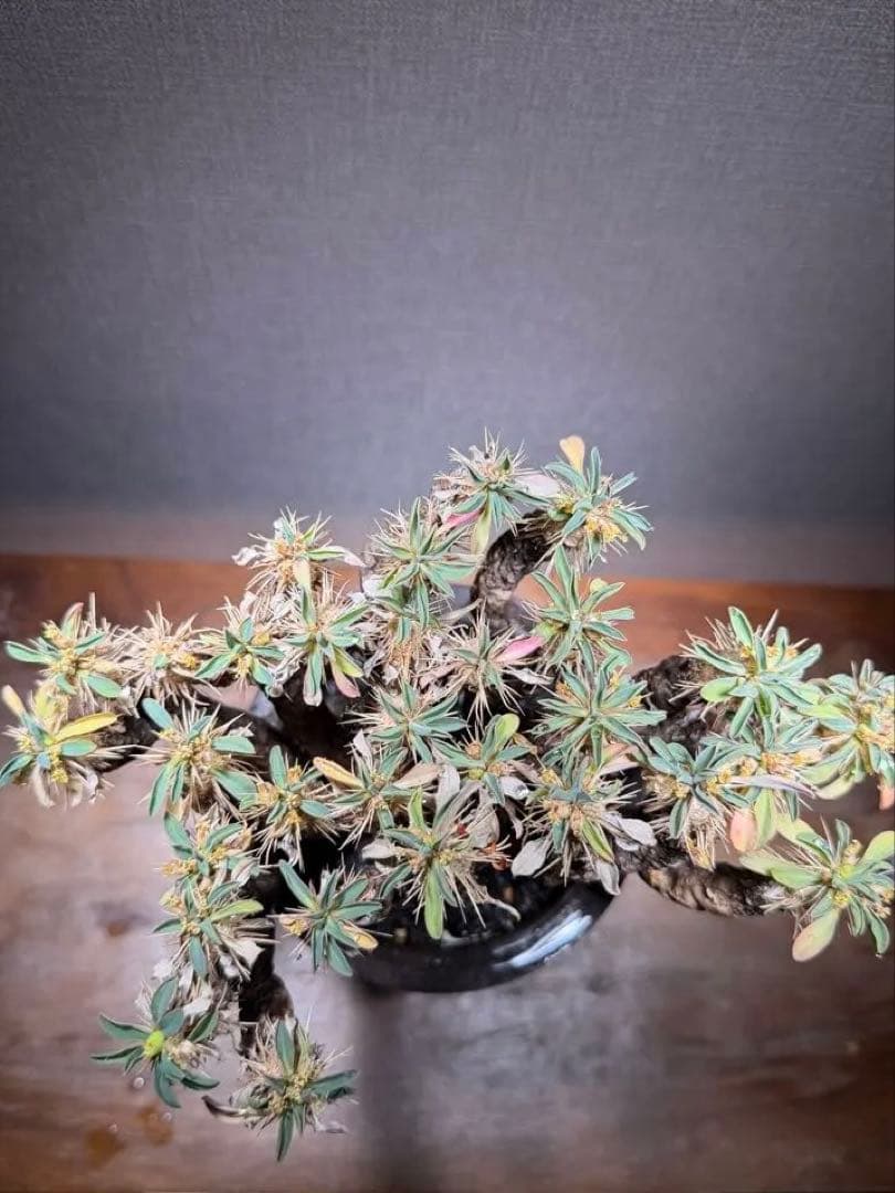 ユーフォルビア ギラウミニアナ