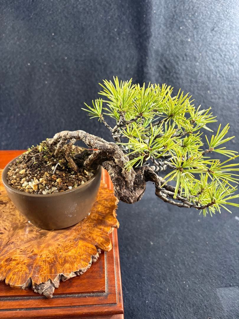 プチ盆栽、赤石五葉松、根上がり、懸崖作り 目立った傷や汚れなし