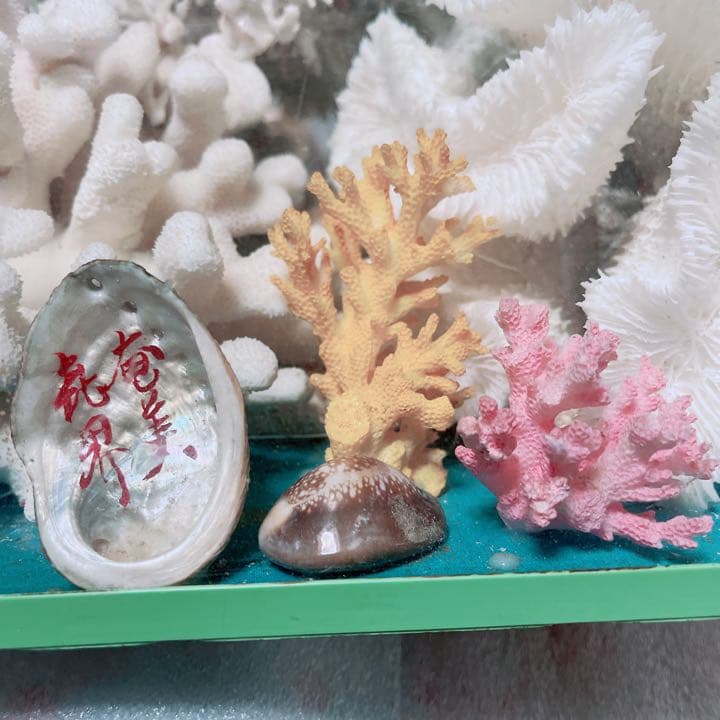 珊瑚と貝の置物　魚　红珊瑚　金運　財運　　標本レベル　開運