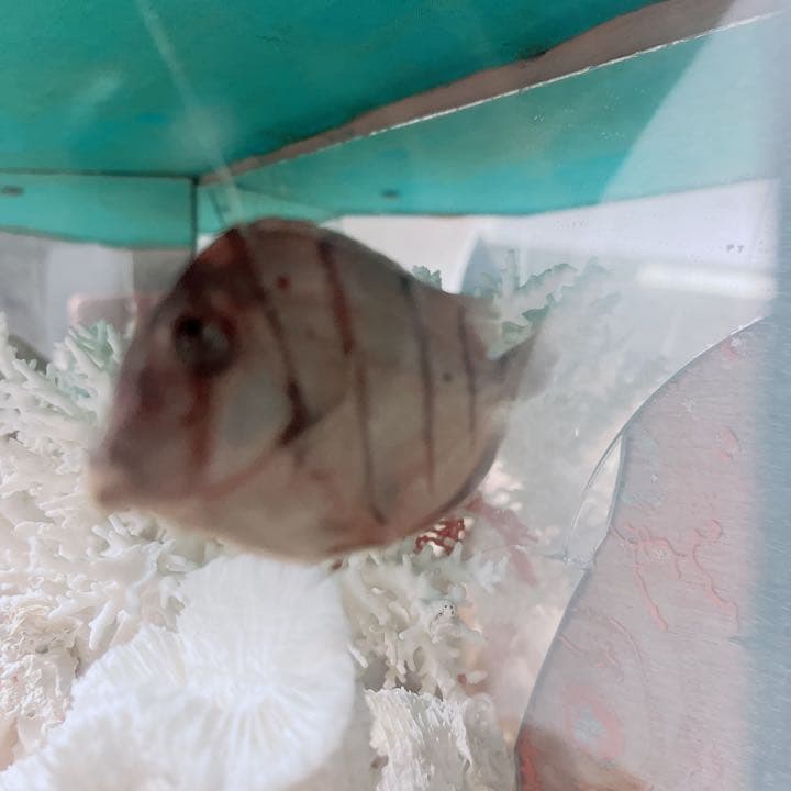 珊瑚と貝の置物　魚　红珊瑚　金運　財運　　標本レベル　開運