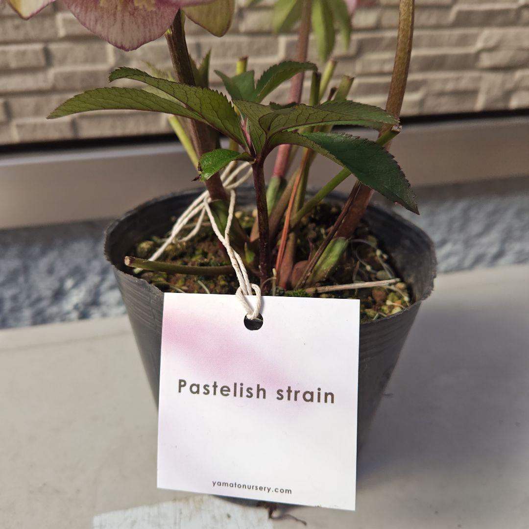 クリスマスローズ 大和園 パステリッシュストレイン①