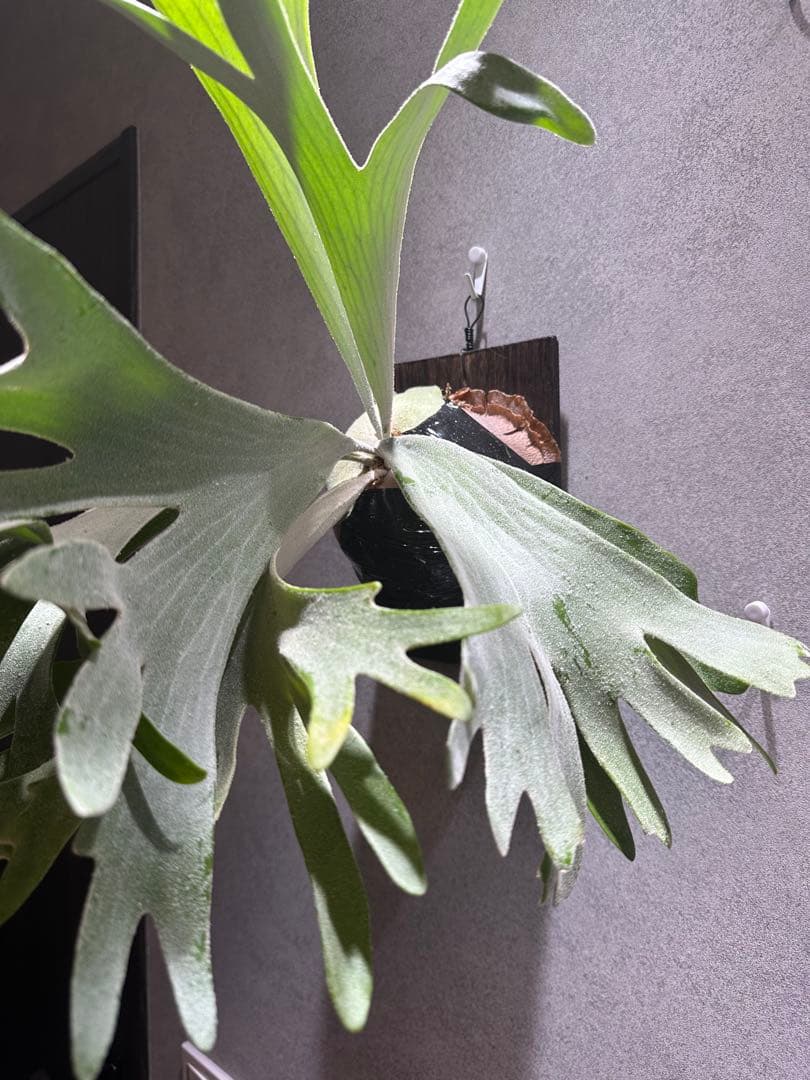 ビカクシダ セルソタツタ　親株サイズ