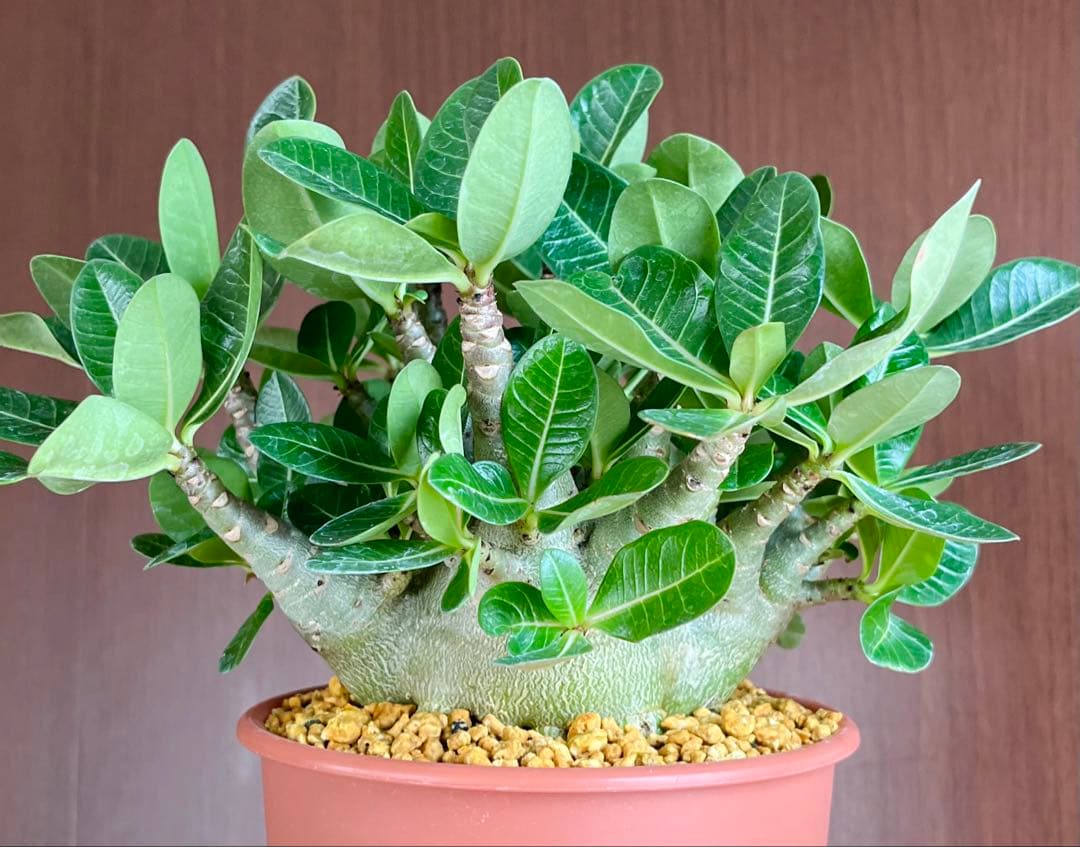 【激レア/ドワーフ/超極太/塊根】アデニウム アラビカムV2ハック鉢植え F-1