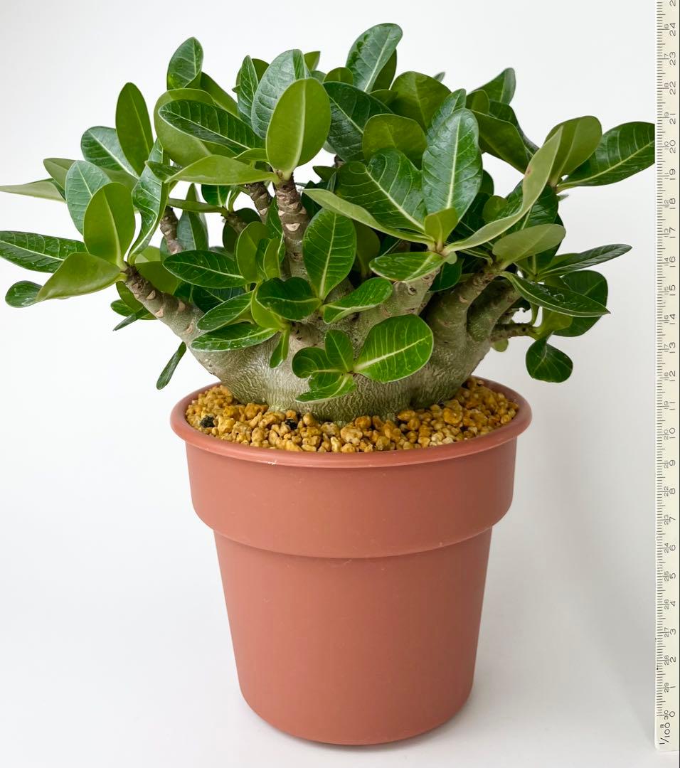 【激レア/ドワーフ/超極太/塊根】アデニウム アラビカムV2ハック鉢植え F-1