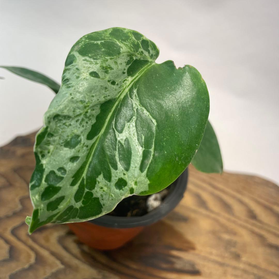 M*z様 a32 品種保証！Bulbasaurモンステラ バルバソー フシギダネ