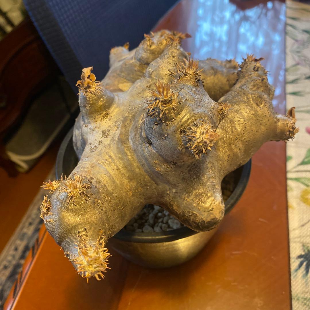 ブレピカリックス 大きめ 現地球 落葉しました