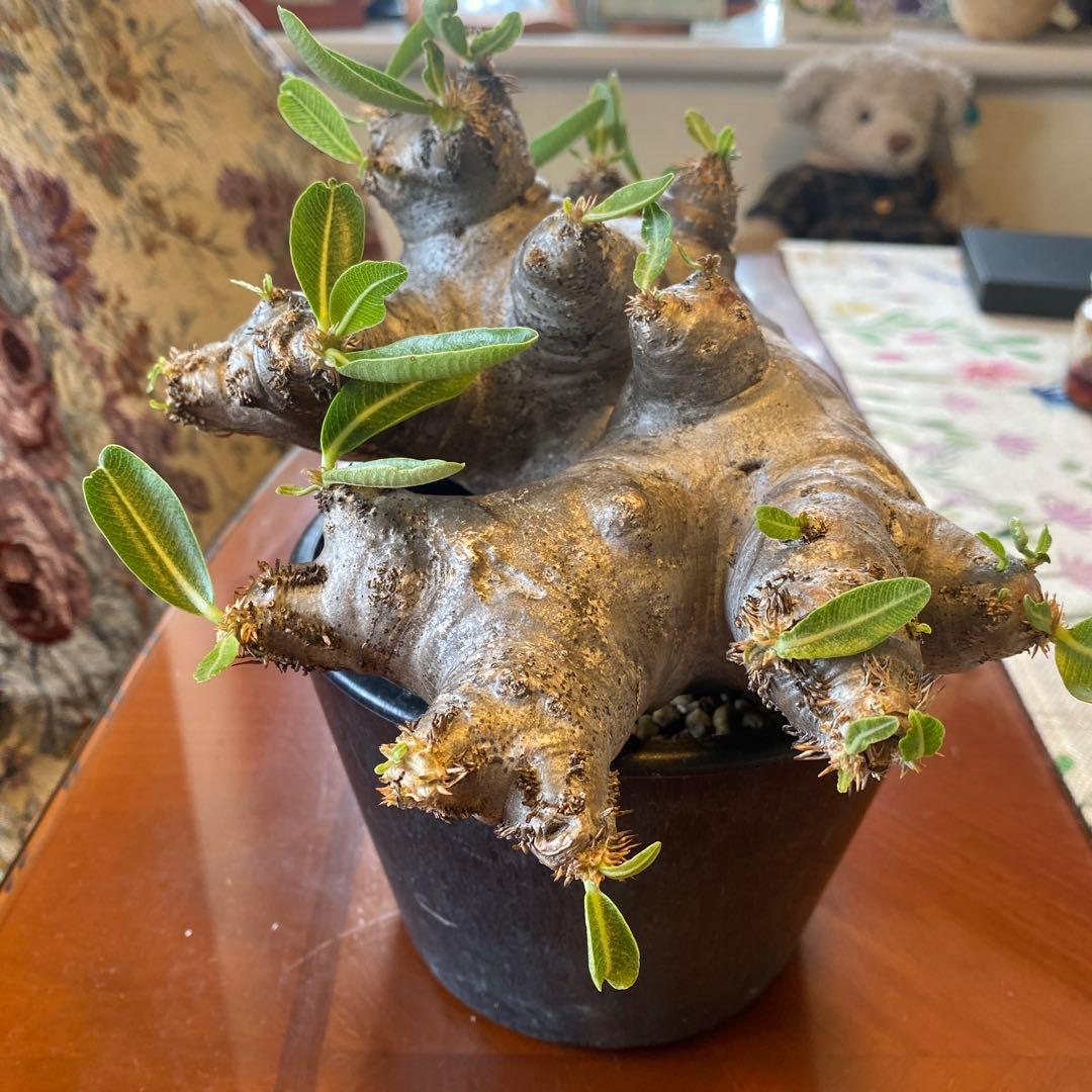 ブレピカリックス 大きめ 現地球 落葉しました