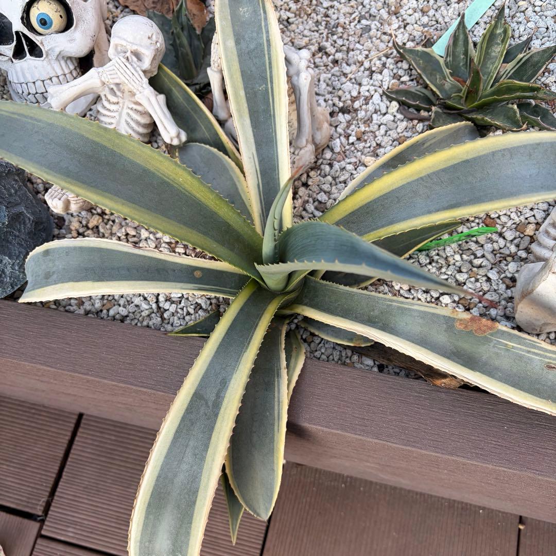 アガベ　大株　フランゾシニー錦　ソートゥース