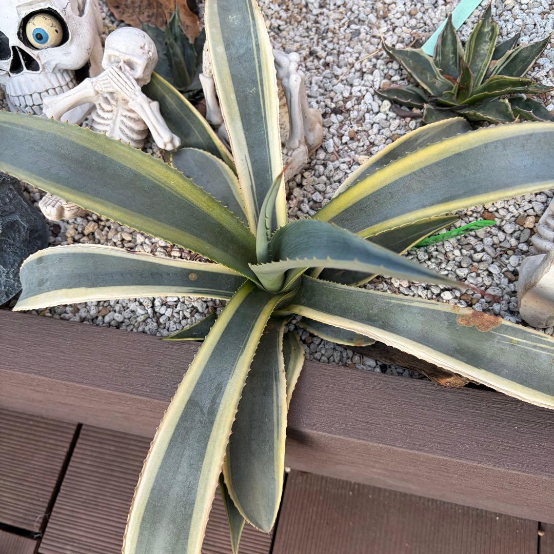 アガベ　大株　フランゾシニー錦　ソートゥース