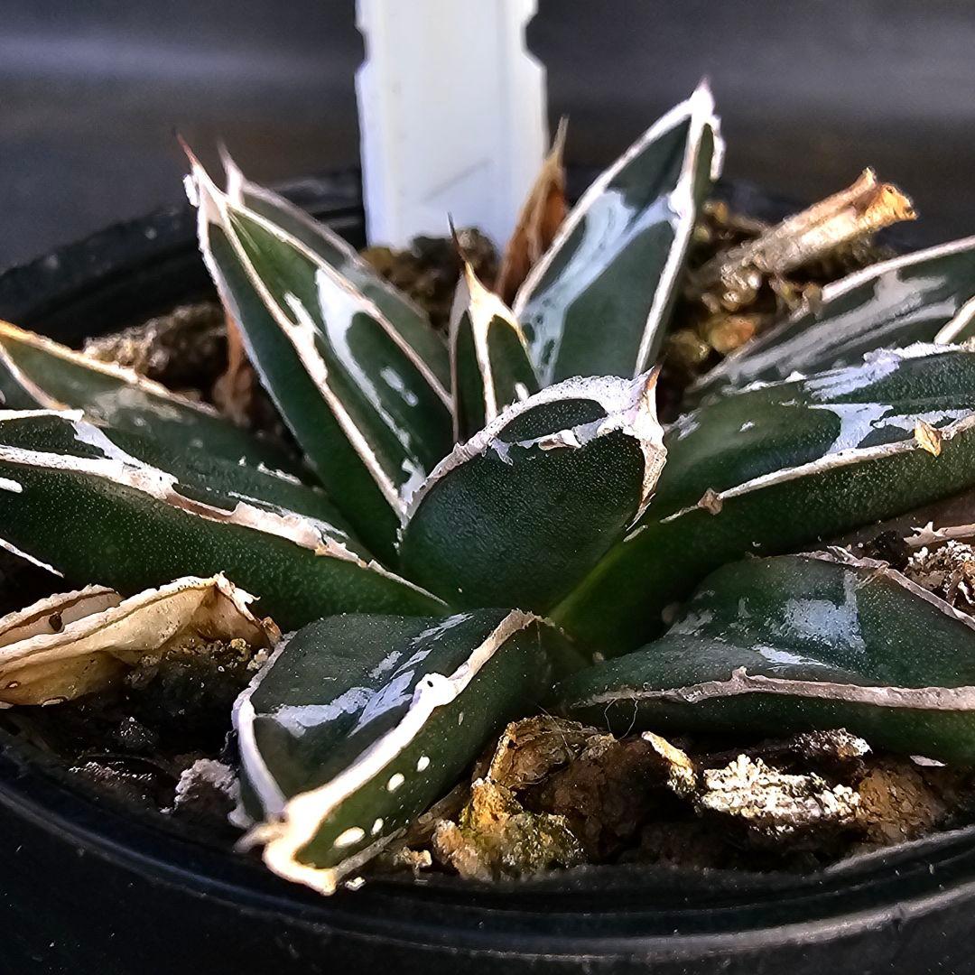 メルカリ便発送&ロウルサンコさんラベル付き☆アガベ 名峰富士