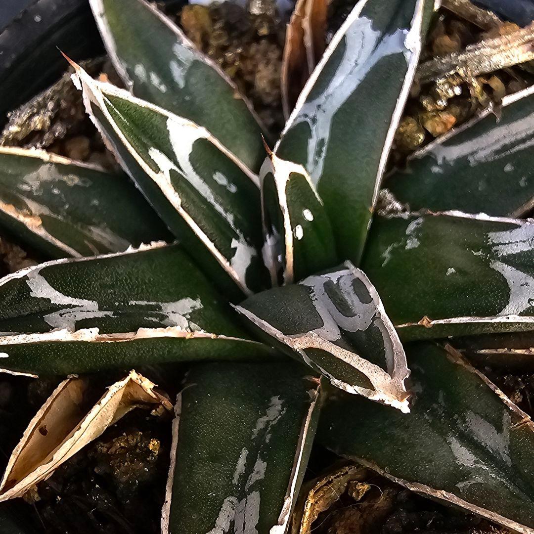 メルカリ便発送&ロウルサンコさんラベル付き☆アガベ 名峰富士