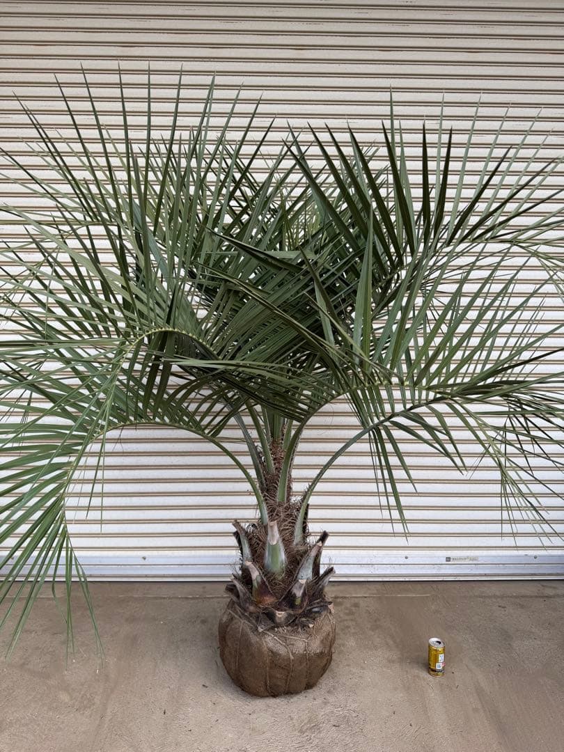 送料込み　ココスヤシ 　幹極太　形状良 シルバーリーフ　庭木　現品