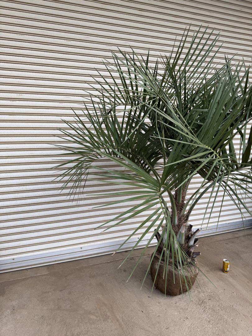 送料込み　ココスヤシ 　幹極太　形状良 シルバーリーフ　庭木　現品