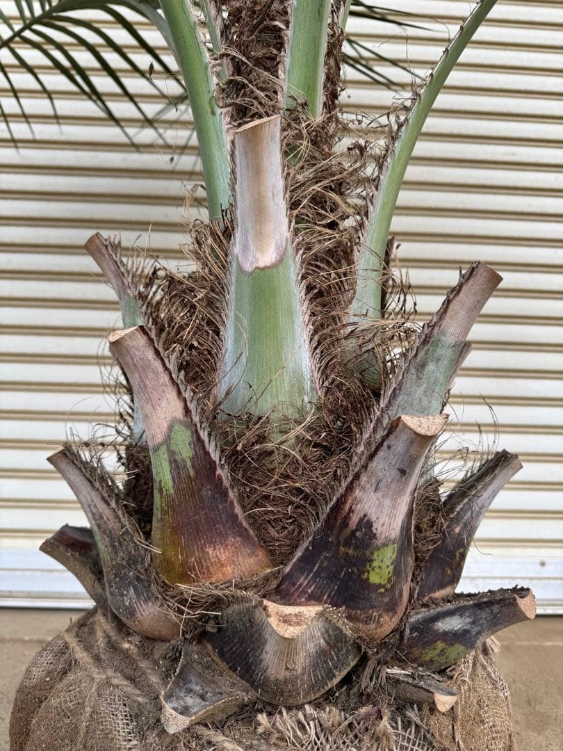 送料込み　ココスヤシ 　幹極太　形状良 シルバーリーフ　庭木　現品