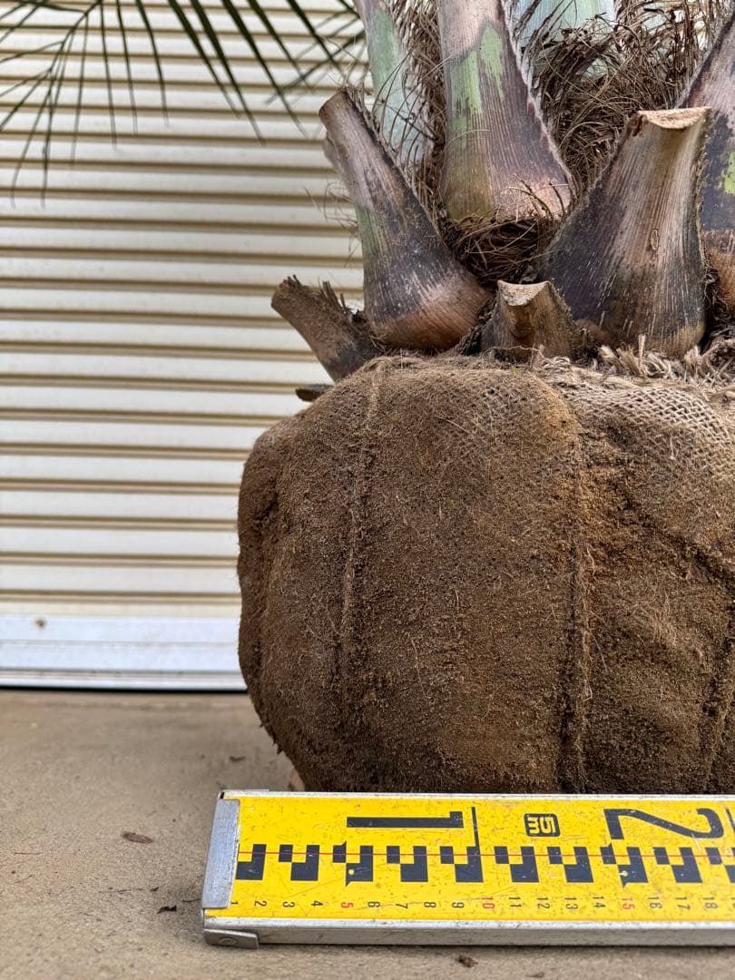 送料込み　ココスヤシ 　幹極太　形状良 シルバーリーフ　庭木　現品