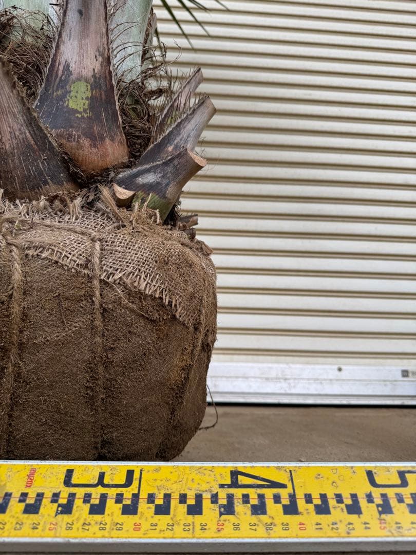 送料込み　ココスヤシ 　幹極太　形状良 シルバーリーフ　庭木　現品