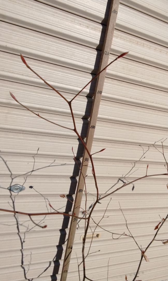 90cm 　山採り　山野草　苗木　苗　クロモジ　薬効　ハーブ　癒やしの香り