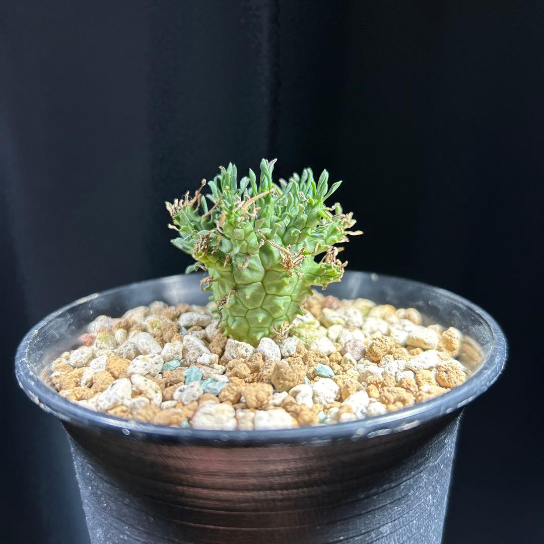 【超希少】ユーフォルビア　デセプタ　実生