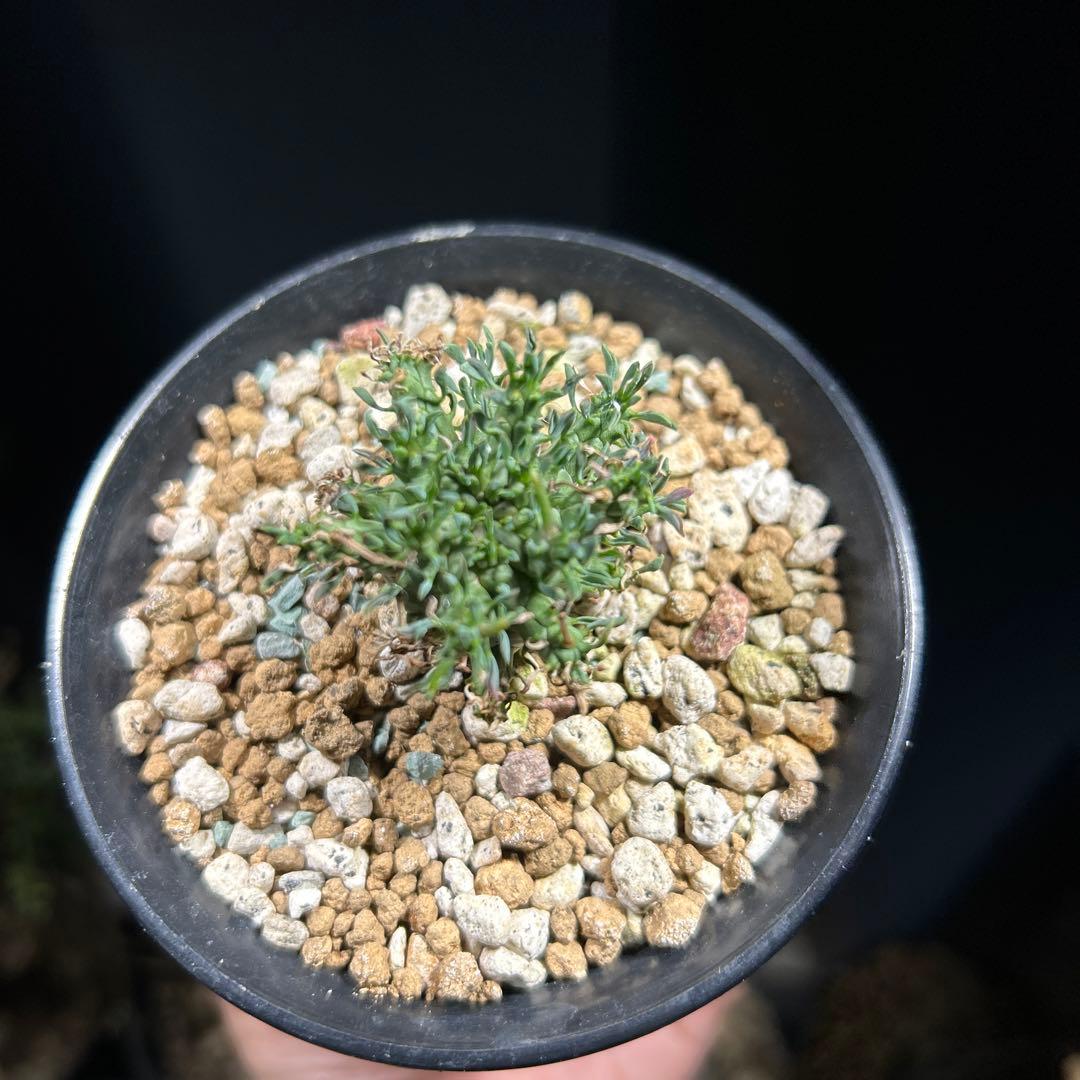 【超希少】ユーフォルビア　デセプタ　実生