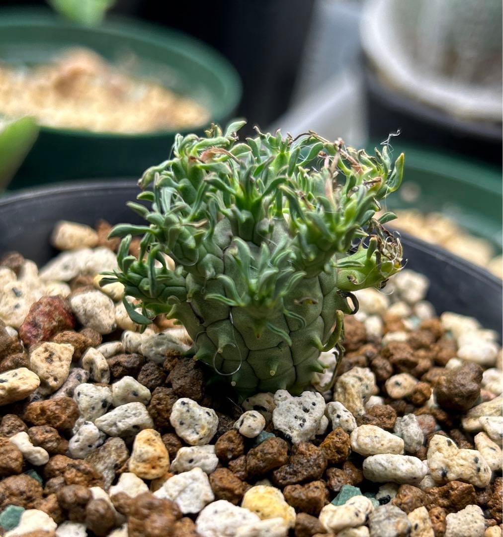 【超希少】ユーフォルビア　デセプタ　実生